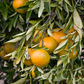 Wilking Mandarin Budwood citrus plant material online shopping