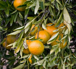 Wilking Mandarin Budwood citrus plant material online shopping