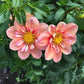 Giggles Dahlia