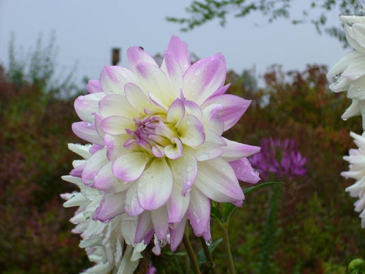 Margaret Ellen Dahlia