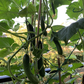 Socrates F1 Organic Cucumber
