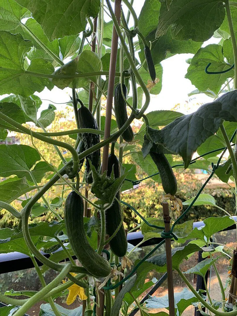 Socrates F1 Organic Cucumber