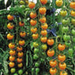 Sungold Tomato
