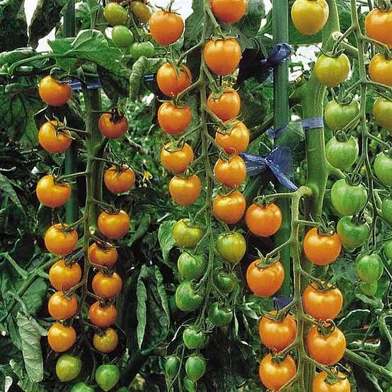 Sungold Tomato