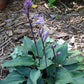 Evening Blush Hosta Plants online shopping