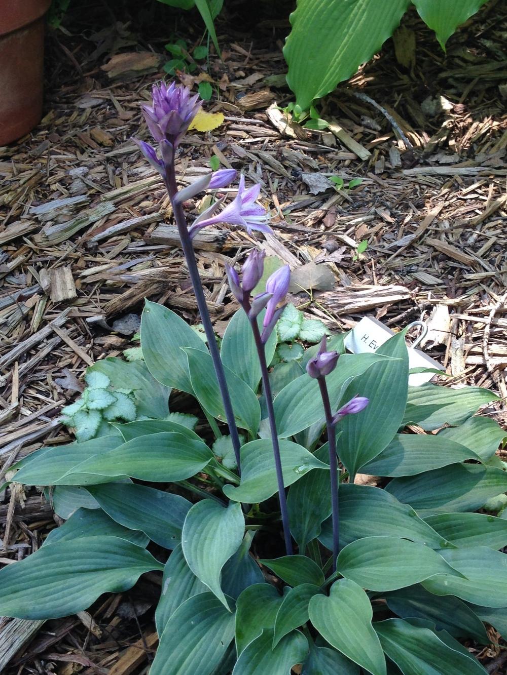 Evening Blush Hosta Plants online shopping