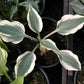 Great Escape Hosta Plants online shopping