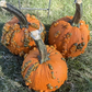 Baby Bumps F1 Pumpkin Seeds online shopping