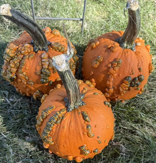 Baby Bumps F1 Pumpkin Seeds online shopping