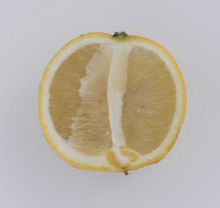 Bergamot Sour Orange Hybrid Budwood citrus plant material online shopping
