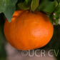 Sunburst Mandarin Budwood citrus plant material online shopping
