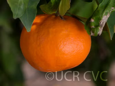 Sunburst Mandarin Budwood citrus plant material online shopping