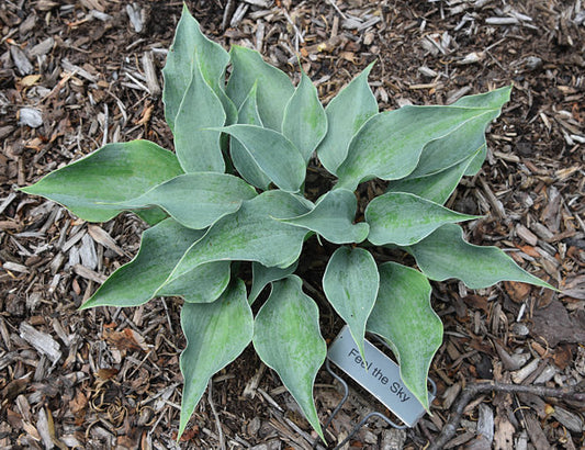 Feel The Sky Hosta Plants online shopping