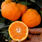 Iveriya Satsuma Mandarin Budwood citrus plant material online shopping