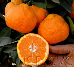 Iveriya Satsuma Mandarin Budwood citrus plant material online shopping