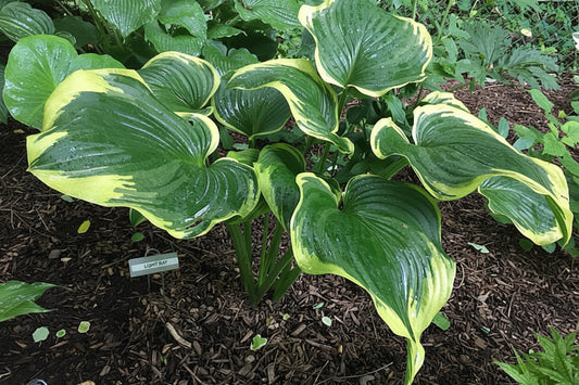 Light Ray Hosta Plants online shopping
