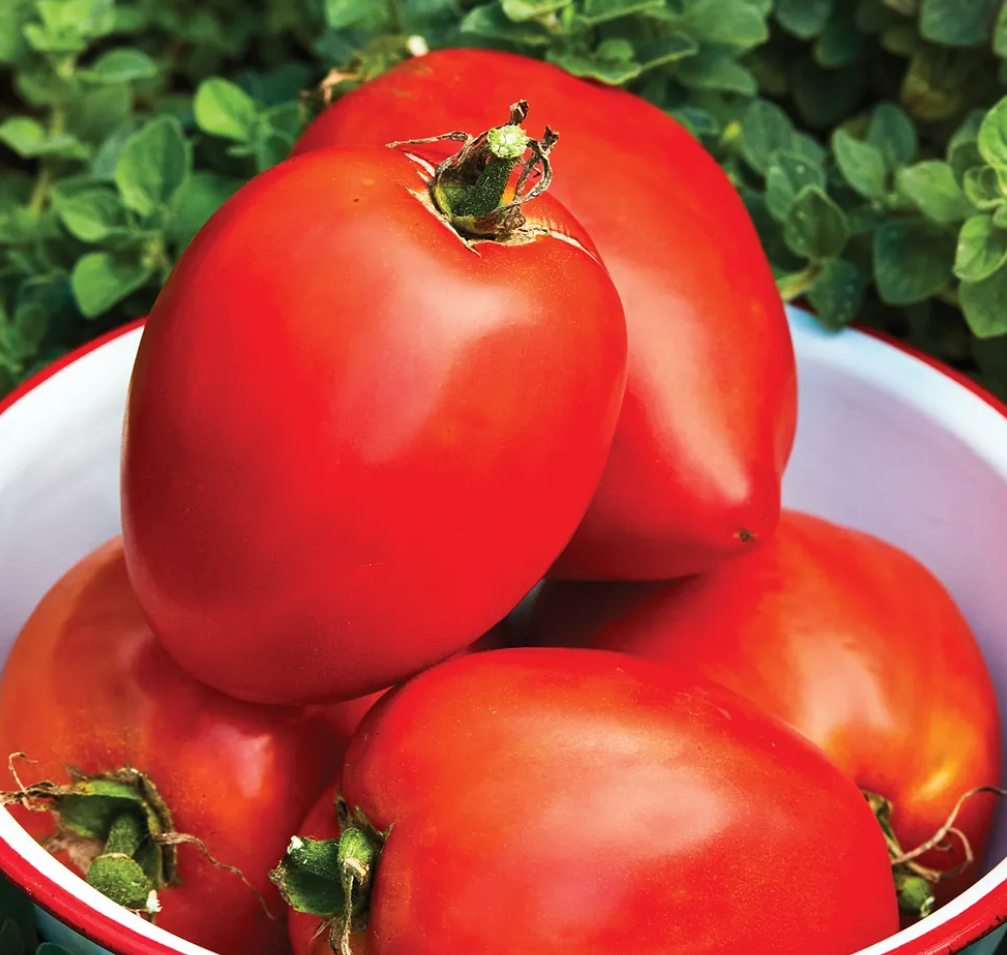 Amish Paste Organic Tomato