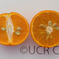 Fairchild Mandarin Budwood citrus plant material online shopping