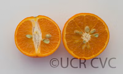 Fairchild Mandarin Budwood citrus plant material online shopping