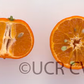 Temple x Dancy Mandarin Hybrid Budwood citrus plant material online shopping