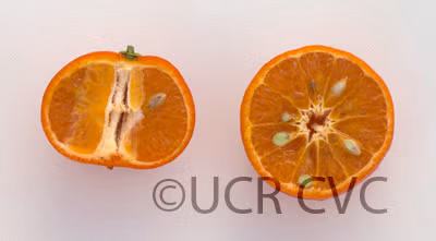 Temple x Dancy Mandarin Hybrid Budwood citrus plant material online shopping