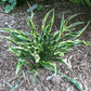 Hands Up Hosta Plants online shopping