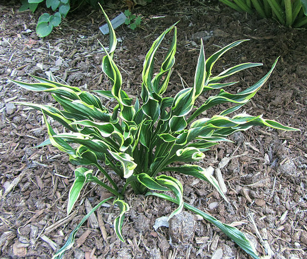 Hands Up Hosta Plants online shopping