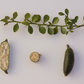 Australian Red Pulp Finger Lime Budwood citrus plant material online shopping