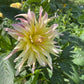 Cabana Banana Dahlia