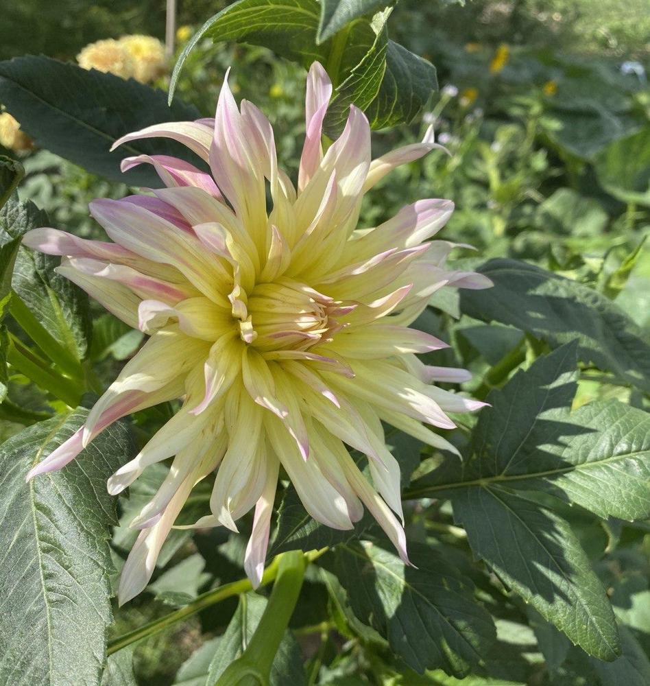 Cabana Banana Dahlia