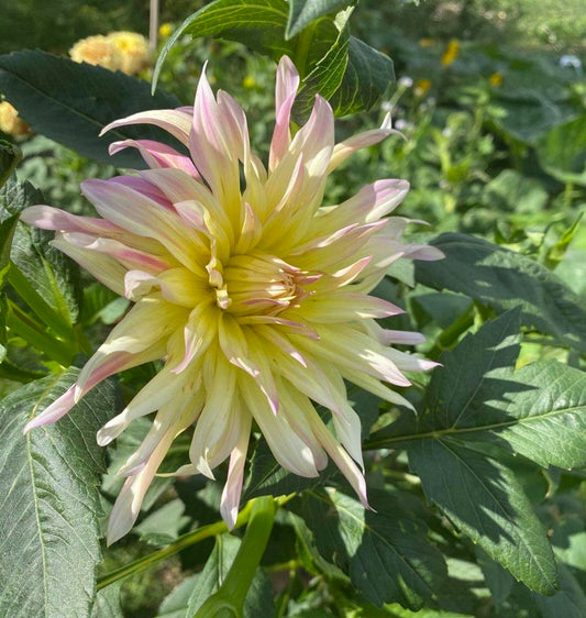 Cabana Banana Dahlia