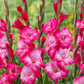 Cantate Gladiolus Corms