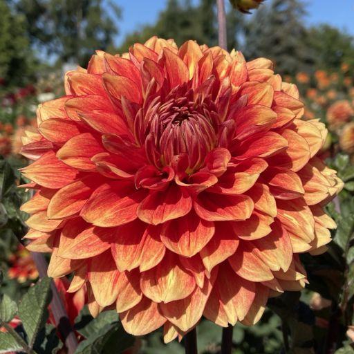 Lowrider Dahlia