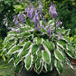 Ginko Craig Hosta Plants online shopping