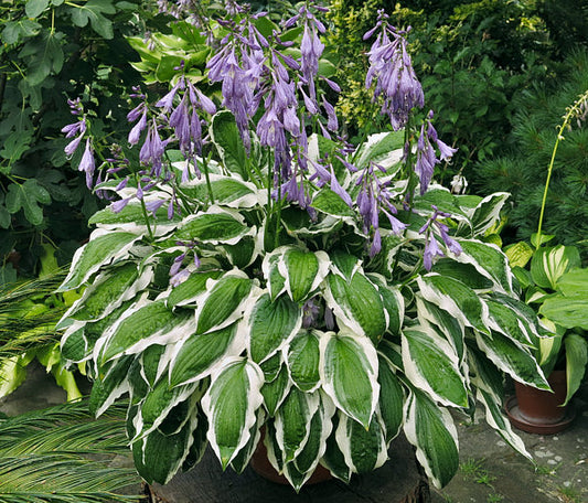 Ginko Craig Hosta Plants online shopping