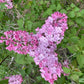 Maiden's Blush Lilac lilac plant online shopping