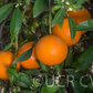 Fairchild Mandarin Budwood citrus plant material online shopping