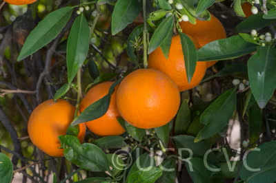 Fairchild Mandarin Budwood citrus plant material online shopping