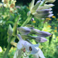 Olive Branch Hosta Plants online shopping