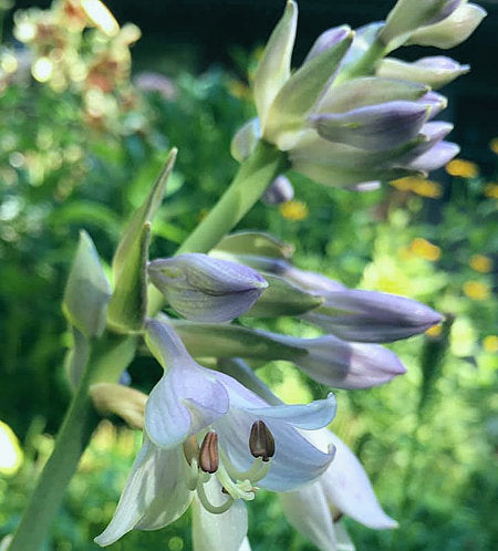 Olive Branch Hosta Plants online shopping