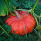 Rouge Vif d’Etampes Pumpkin