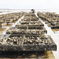 Crassostrea Virginica Oyster Seed MA aquaculture online shopping