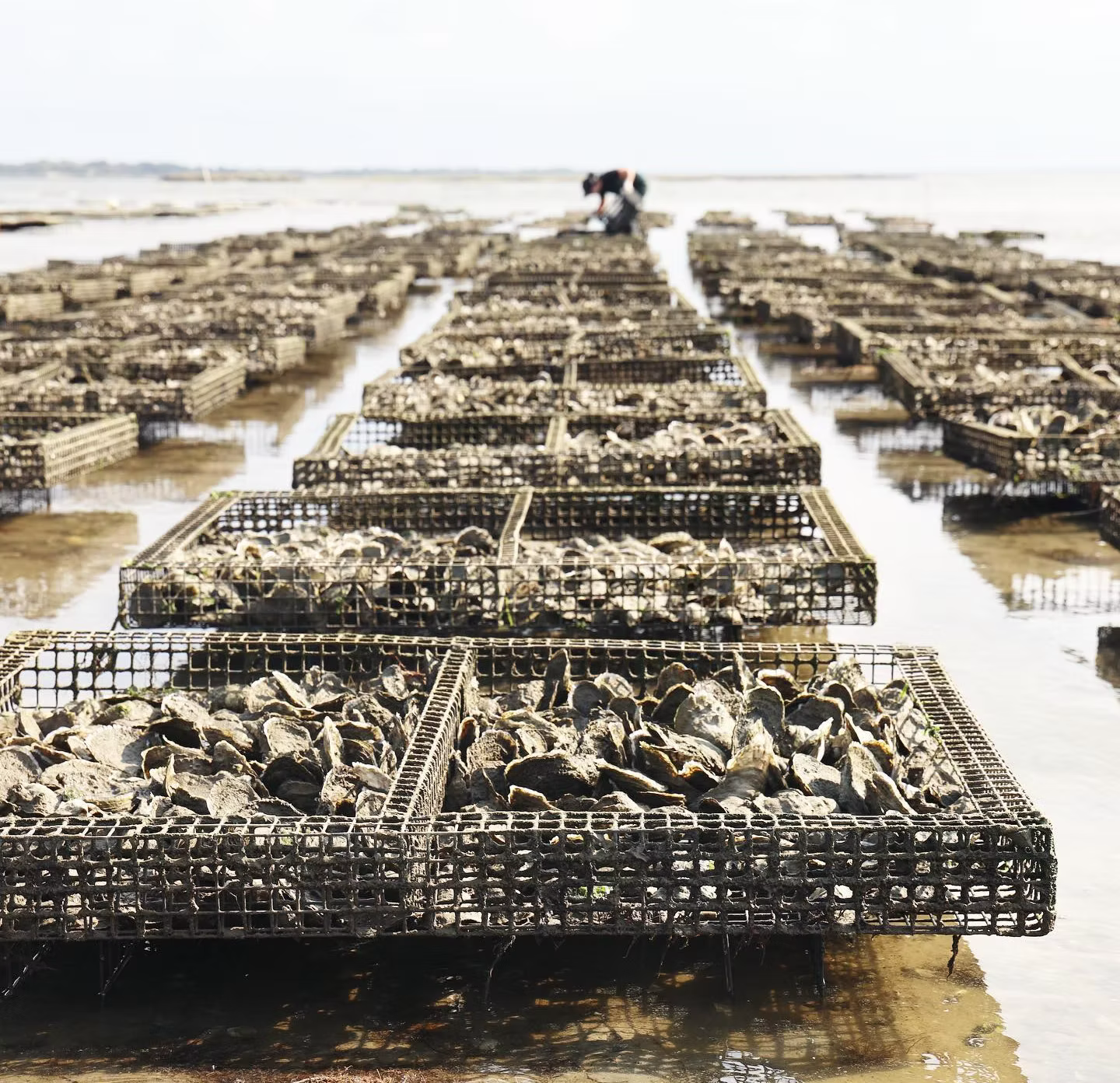 Crassostrea Virginica Oyster Seed MA aquaculture online shopping