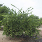Shirokolistvennyi Satsuma Mandarin Budwood citrus plant material online shopping