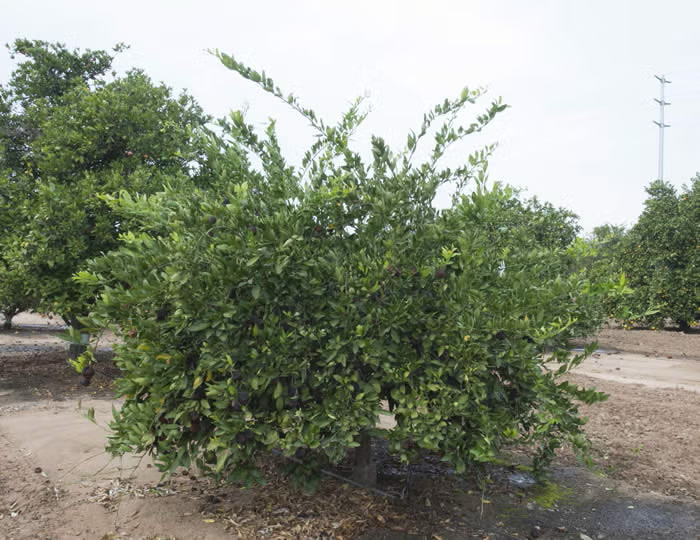 Shirokolistvennyi Satsuma Mandarin Budwood citrus plant material online shopping
