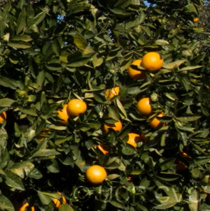 Trovita Sweet Orange Budwood citrus plant material online shopping