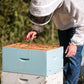 AFB Vaccinated Carniolan Honey Bee Queen