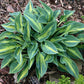 Stand By Me Hosta Plants online shopping