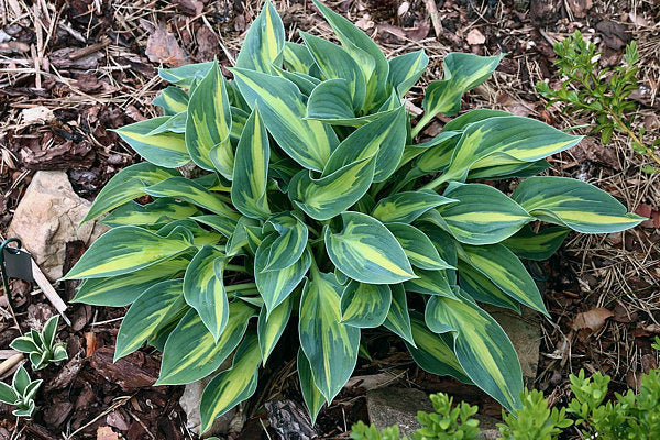 Stand By Me Hosta Plants online shopping