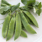 Avalanche Snow Pea